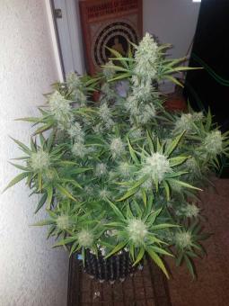 Cream Mandarine Auto - картинка 2