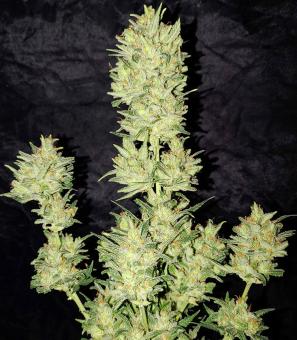 OG Kush Auto - картинка 1