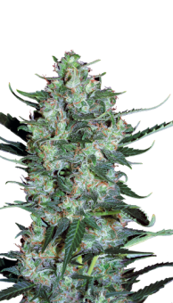 Auto White Russian - картинка 4