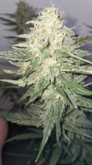 Durban Dew - картинка 1