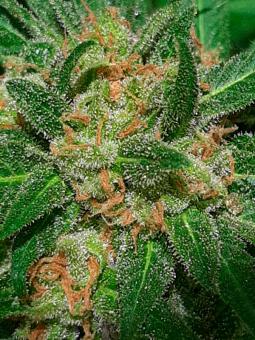 Sweet Gelato Auto - картинка 1