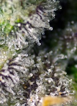 Green Poison XL Auto® - картинка 1