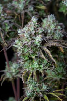 Big Bud Auto - картинка 1