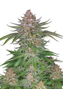 Strawberry Pie Auto - картинка 3
