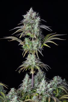 Big Bud Auto - картинка 7