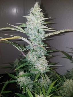 Cream Mandarine Auto - картинка 4