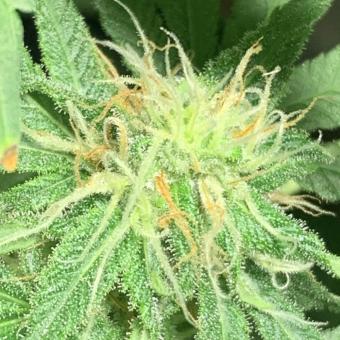 SnowBud - картинка 4