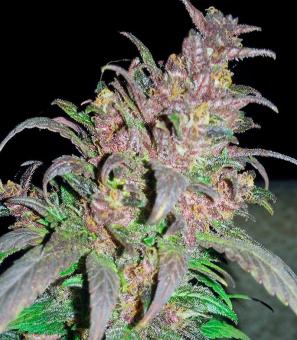 Bloody Skunk Auto - картинка 2