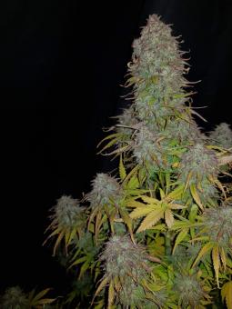 Gorilla Auto (Gorilla Glue Auto) - картинка 2