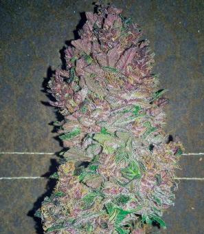 Bloody Skunk Auto - картинка 3