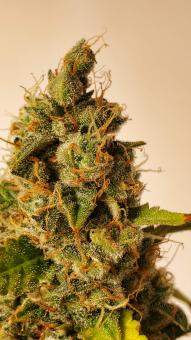 Green Poison XL Auto® - картинка 5