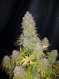 Gorilla Auto (Gorilla Glue Auto) - картинка 1