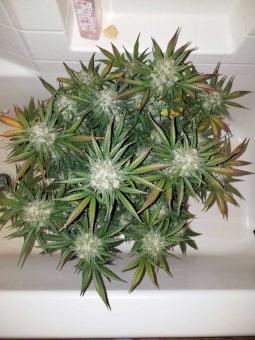 Cream Mandarine Auto - картинка 3