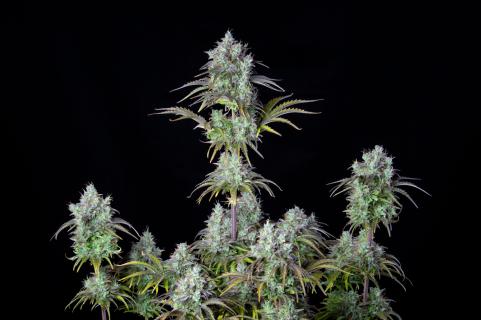 Big Bud Auto - картинка 6